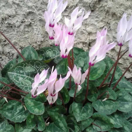 Apartment Relaxing In Mandria,