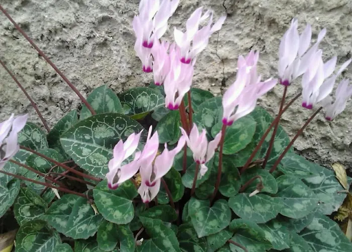 公寓 Relaxing In Mandria,