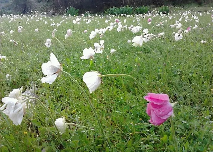 Relaxing In Mandria, 公寓 曼德里尔
